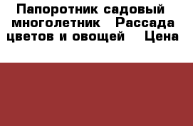 Папоротник садовый (многолетник). Рассада цветов и овощей. › Цена ­ 150 - Омская обл. Сад и огород » Другое   